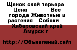 Щенок скай терьера › Цена ­ 20 000 - Все города Животные и растения » Собаки   . Хабаровский край,Амурск г.